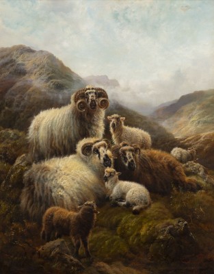 Auktion <br>Schottische Schafe (1903)