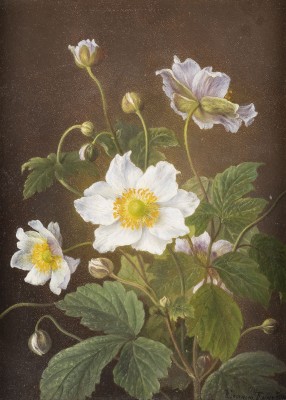 Auktion <br>Anemonen