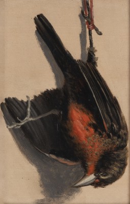 Auktion <br>Vogel