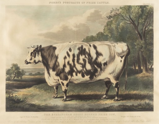 Bild 'THE EVERINGHAM SHORT HORNED PRIZE COW (...)' (NACH WILLIAM HENRY DAVID - 1843)