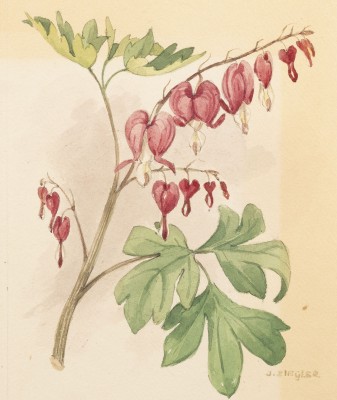 Auktion <br>KONVOLUT AUS SIEBEN BOTANISCHEN AQUARELLEN