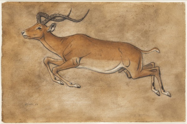Picture ANTILOPE