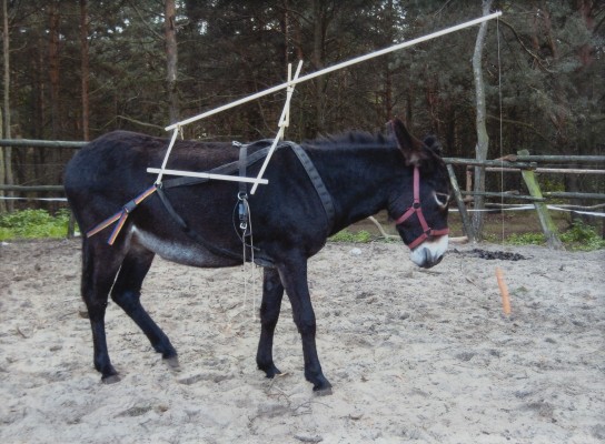 Auction <br>OHNE TITEL (FILMSTILL) (2014)