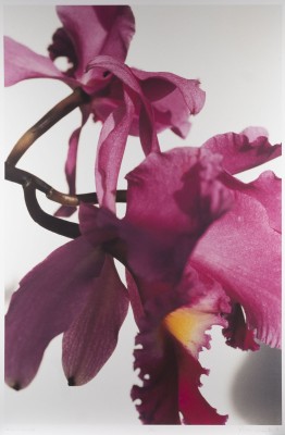 Auktion <br>KONVOLUT VON 5 FOTODRUCKEN 'ORCHIDEEN' (2001)