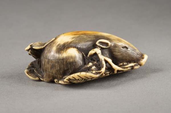 Auktion <br>EIN FEINES GESCHNITZTES NETSUKE EINES SCHLAFENDEN EBERS AUS ELFENBEIN