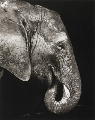 Picture 'ELEFANT' (1994)