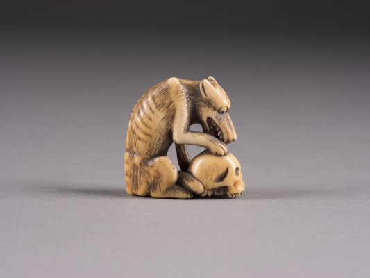 Auktion 152<br>EIN NETSUKE EINES WOLFES MIT SCHÄDEL AUS ELFENBEIN