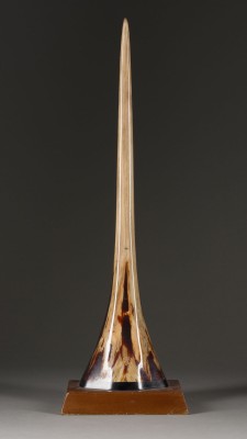 Bild SPEERFISCH-ZAHN (ROSTRUM)*