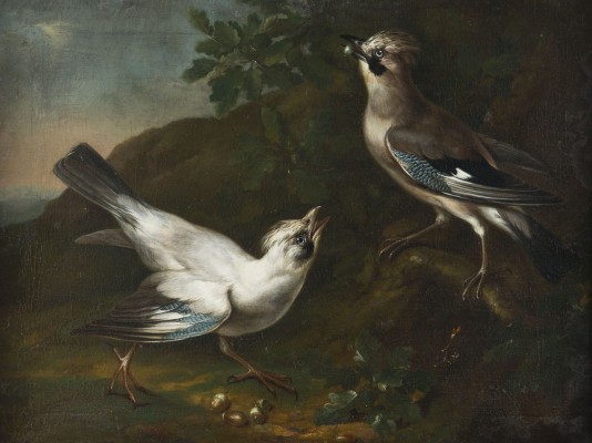 Auktion 155<br>ZWEI EICHELHÄHER BEI DER FUTTERSUCHE