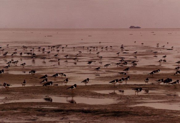 Bild WATTENMEER PELLWORM