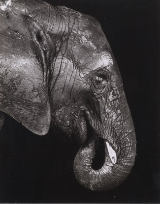 Picture 'ELEFANT' (1994)