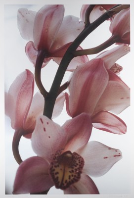 Bild 'O.T. (ORCHIDEEN)' (2000)
