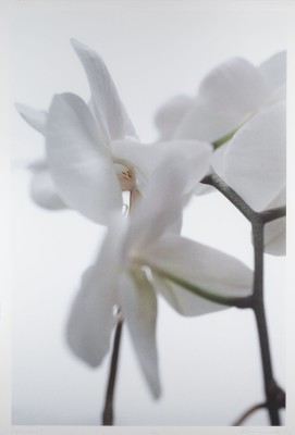 Bild 'O.T. (ORCHIDEEN) II' (2000)