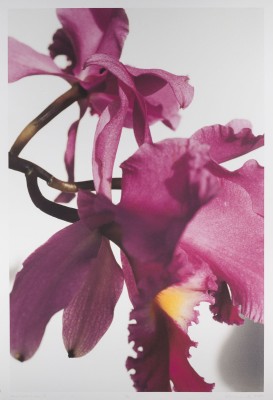 Picture 'O.T. ORCHIDEEN V' (1999/2001)