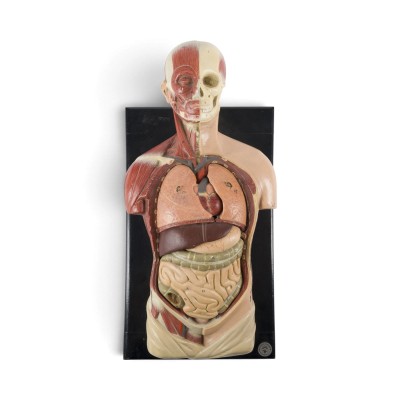 Bild ANATOMIE TORSO-MODELL